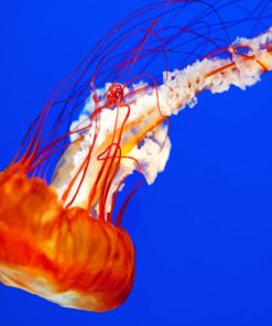 Close Up jelly Fish paint By Numbers