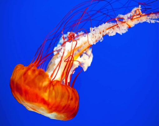 Close Up jelly Fish paint By Numbers