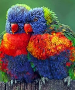 Colorful Birds paint By Numbers