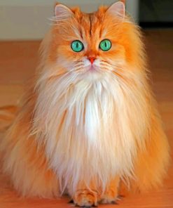 Cute Semi Long hair Cat paint by Numbers