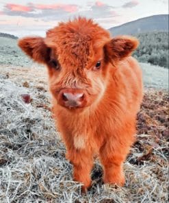 Fluffy Highland Cow paint By Numbers