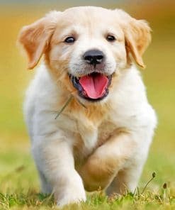 Happy Golden Puppy paint By Numbers