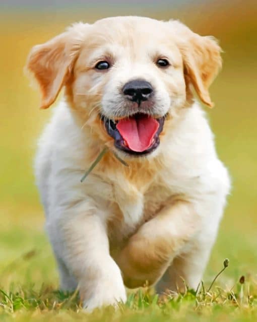 Happy Golden Puppy paint By Numbers