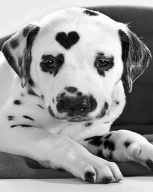 Heart Shaped Dalmatian paint By Numbers