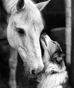 Horse And Dog paint by Numbers