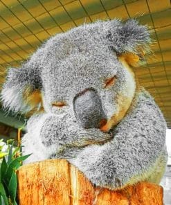 Koala Sleeping paint By Numbers