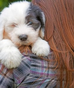 Lady Holding White Puppy paint By Numbers