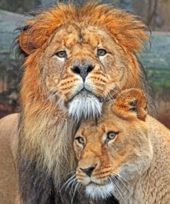 Lion And Lioness paint By Numbers