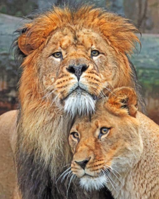 Lion And Lioness paint By Numbers