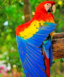 Mascaw Parrot paint By Numbers