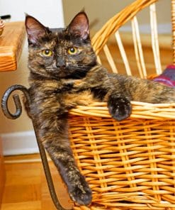 Mini Tortoiseshell Cat paint By Numbers