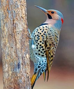 Northern Flicker paint By Numbers