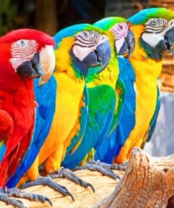 Parrots Mascaws paint by Numbers