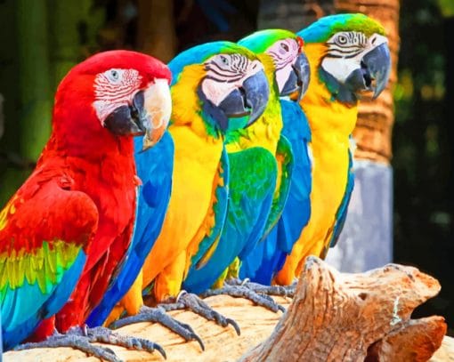 Parrots Mascaws paint by Numbers