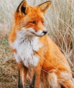 Red Fox paint By Numbers