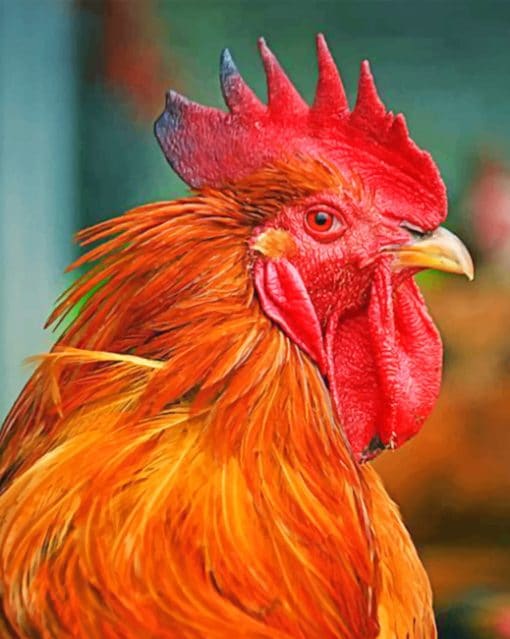 Rooster paint by numbers