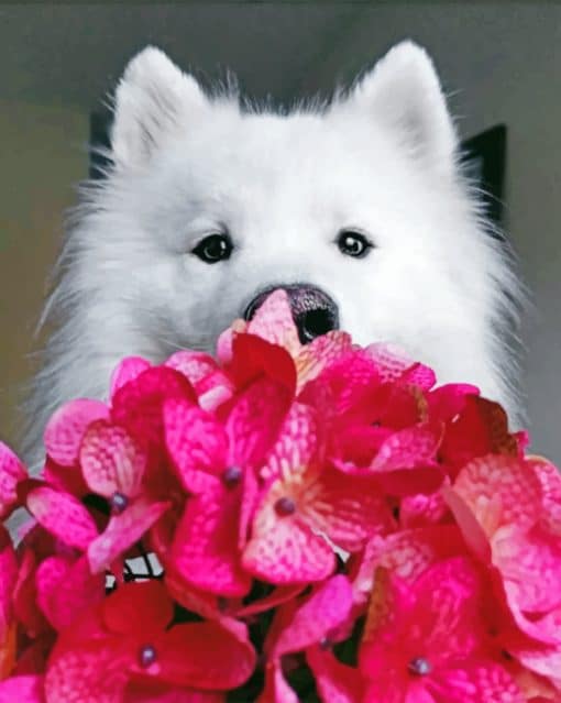 Samoyed Holding Flowers paint By Numbers