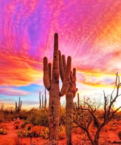 Sunset Cactus paint By Numbers