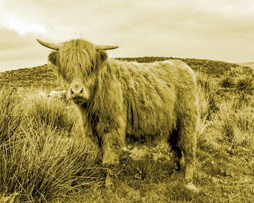 aesthetic highland cow