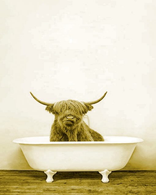 cute highland cow in bathtub