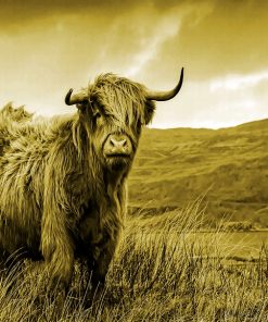 Lonely Scottish Highland Cow