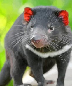 australian-tasmanian-devil-paint-by-number