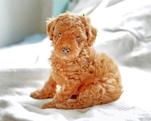 Brown Poodle Puppy paint by numbers