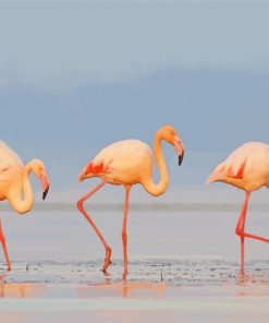 Flamingos Birds paint by numbers