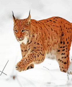 Lynx Animal paint by numbers