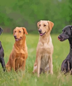 Labrador Retriever Dogs paint by numbers