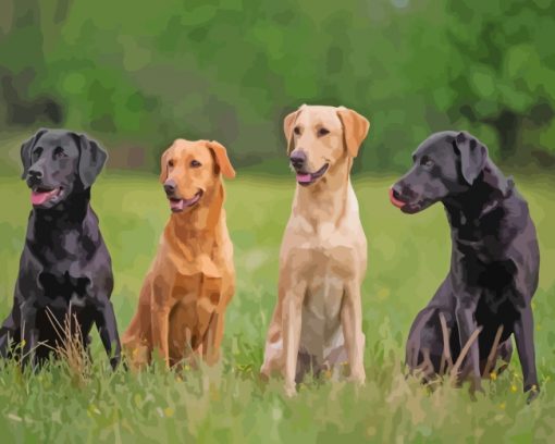 Labrador Retriever Dogs paint by numbers