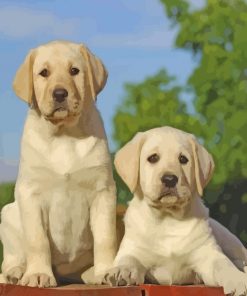 Labradors Puppies paint by numbers