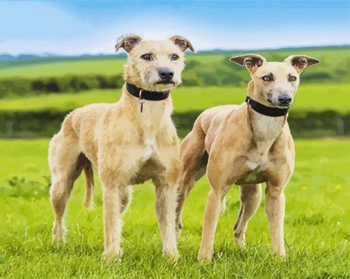 Lurcher Dog paint by numbers