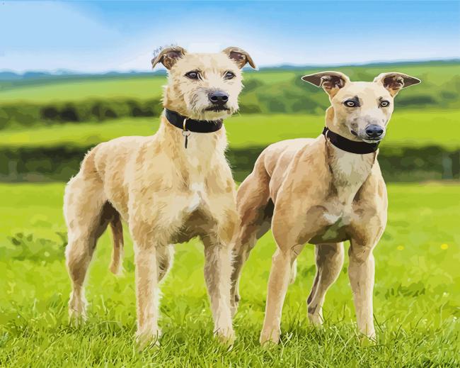 Lurcher Dog paint by numbers