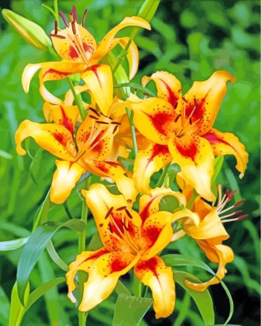 Orange Lilies paint by numbers