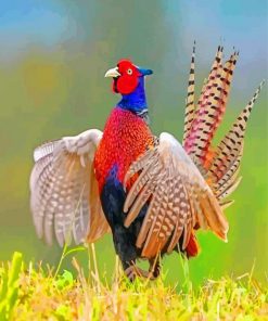 Beautiful Pheasant paint by numbers