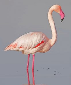 White Pink Flamingo Bird paint by numbers