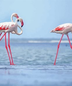 White Pink Flamingos paint by numbers