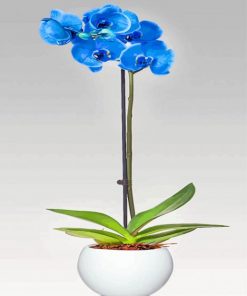 Blue Orchidea paint by numbers