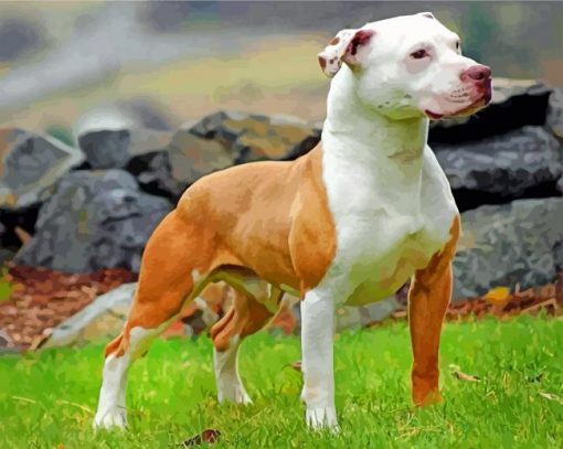 Brown And White Pit Bull paint by numbers