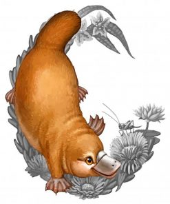 Cute Platypus paint by numbers