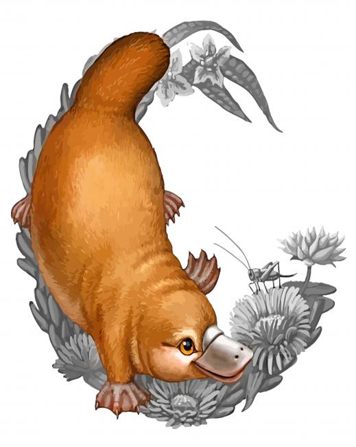 Cute Platypus paint by numbers