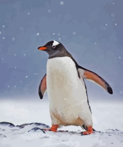 Gentoo Penguin Bird Paint by numbers