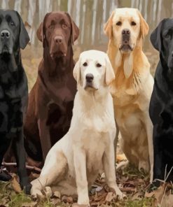 Labradors Dogs paint by numbers