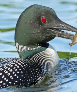 Loon Eating Fish paint by numbers