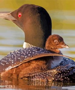 Loons Bird paint by numbers