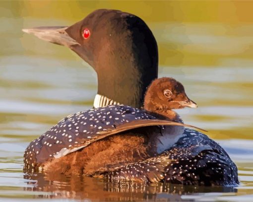 Loons Bird paint by numbers