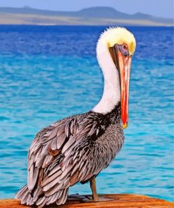 Pelican Bird paint by numbers