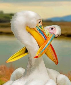 White Pelicans paint by numbers