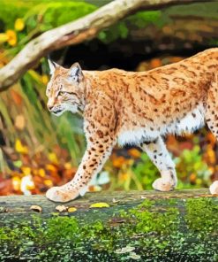 Wild Lynx paint by numbers